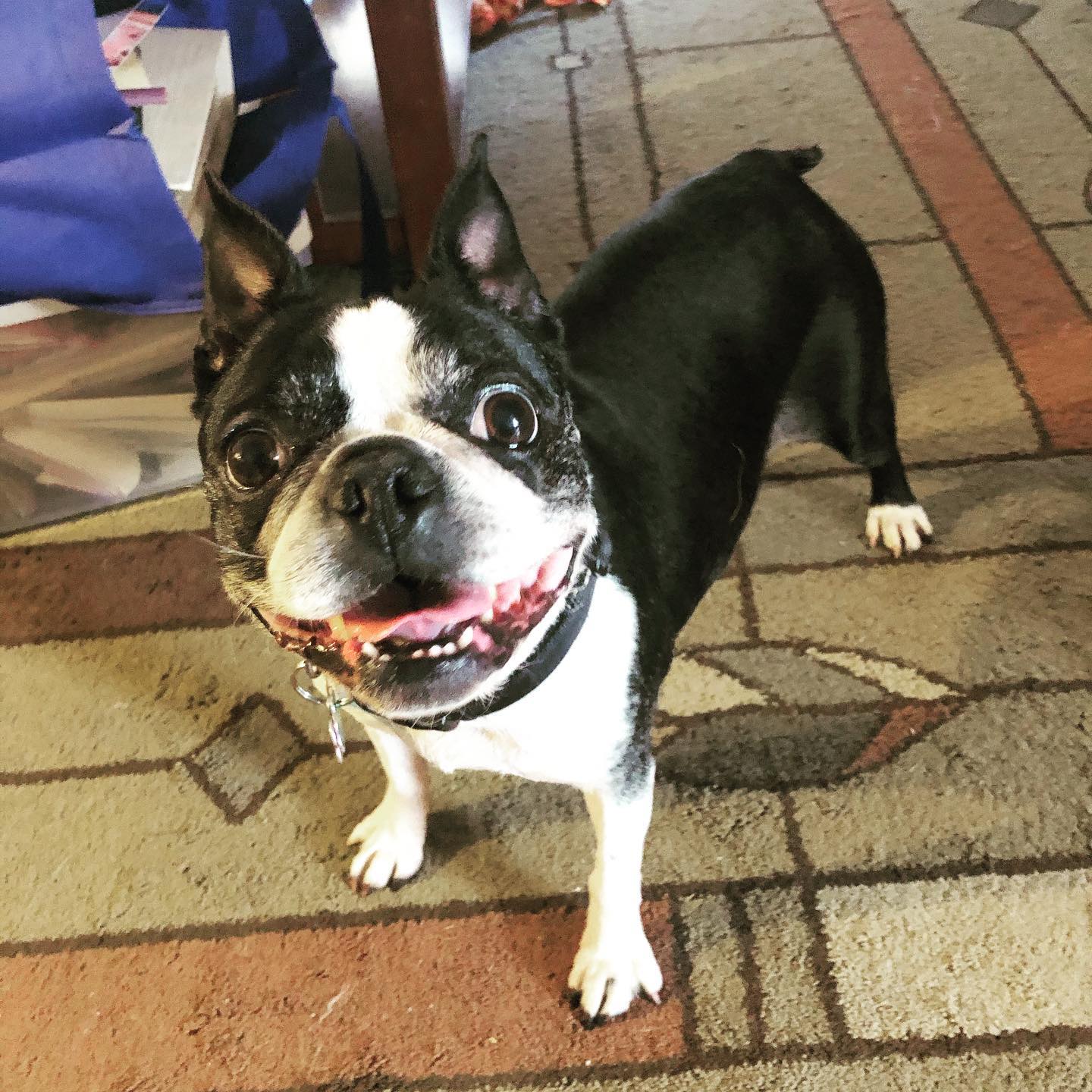 Right Rail Dog Image